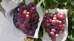 磷酸二氢钾在葡萄上的使用案例来了