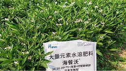 人参果施肥避开这3个误区，省钱又增产
