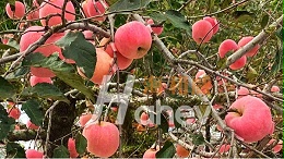 叶面肥把控喷施时期，助力苹果提质增产