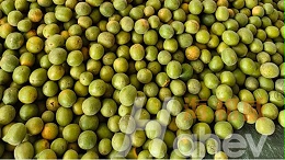 罗汉果种植：底肥的重要性