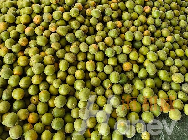 罗汉果种植-用海餐沃中量元素肥料效果