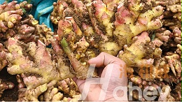 颗粒微生物菌剂与粉剂微生物菌剂的区别