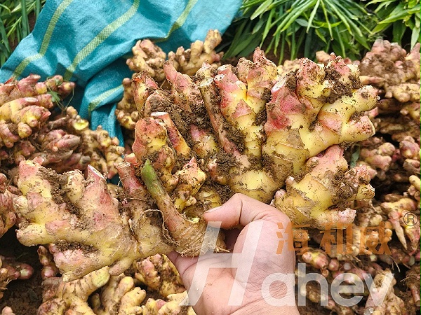 颗粒微生物菌剂-小黄姜用海餐沃微生物菌剂效果