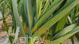 大蒜追肥：春季施肥管理