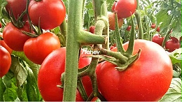西红柿如何避免裂果？用什么肥？