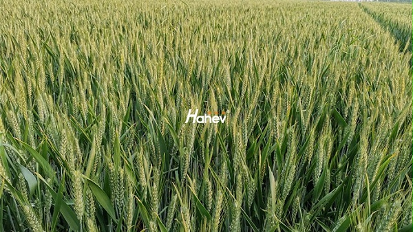 氨基酸叶面肥-小麦-缩