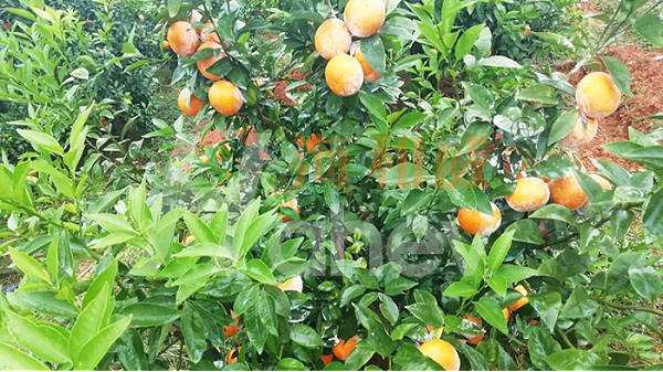 柑橘种植-海和威