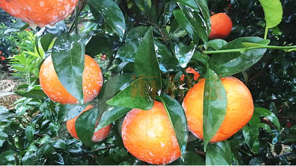 柑橘裂果-海和威