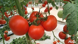 种番茄用什么肥料好？孟总告诉你