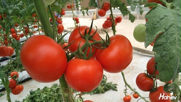 种番茄用什么肥料好